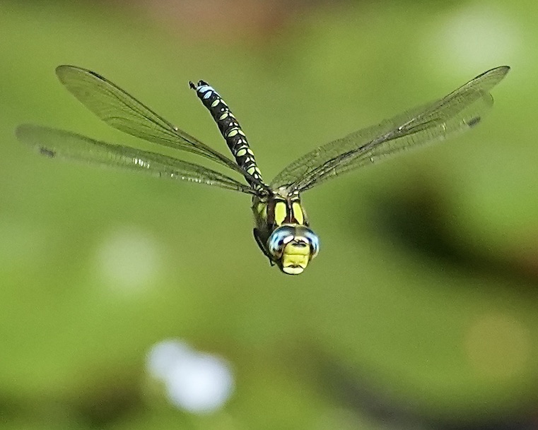 southern hawker